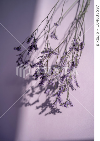 Purple lavender flowers on a purple background. Purple lavender flowers on a purple background. 104635597