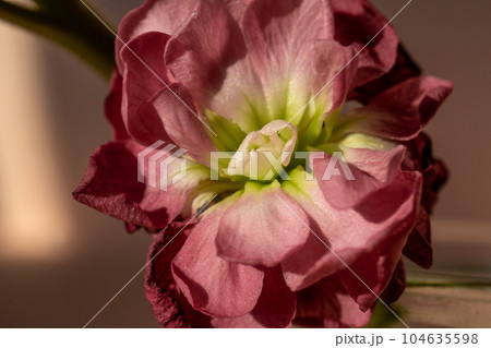 Beautiful abstract background with flowers and vases. 104635598