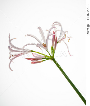 Beautiful pink flower on a white background. 104635599