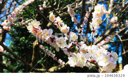 春の梅の花のある風景（2023年撮影） 104636329