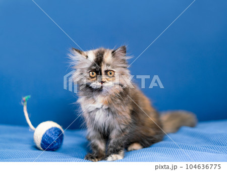 Cute cat with toy ball on blue background 104636775