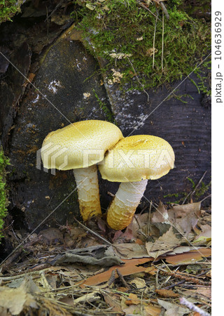 マツオウジ 104636929