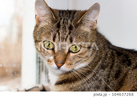 Domestic cat with big yellow Domestic cat with big yellow 104637268