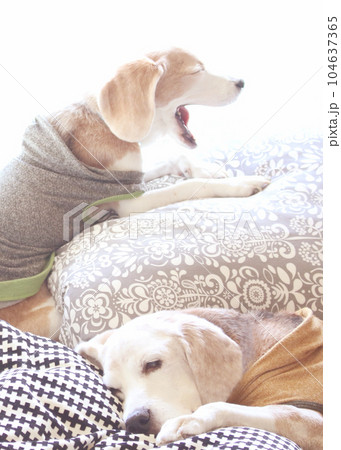 アクビ&のんびりするビーグル犬 アクビ&のんびりするビーグル犬 104637365