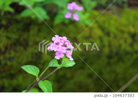 コバノランタナ　ピンク色の花 104637383