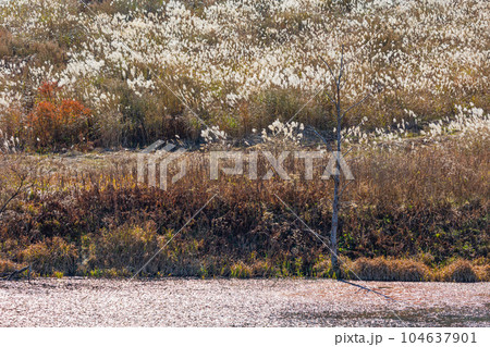 新潟湯沢町 紅葉の田代高原 新潟湯沢町 紅葉の田代高原 104637901