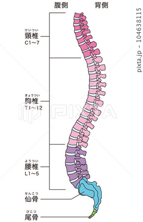 頸椎腰椎胸椎, 頸椎 胸椎 腰椎 違い – PNFW