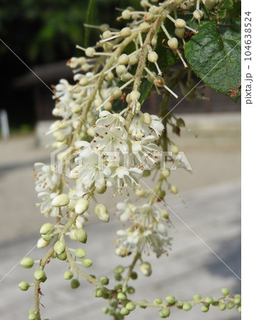 房の元から先端に向けて咲き始める「リョウブ」の花 104638524
