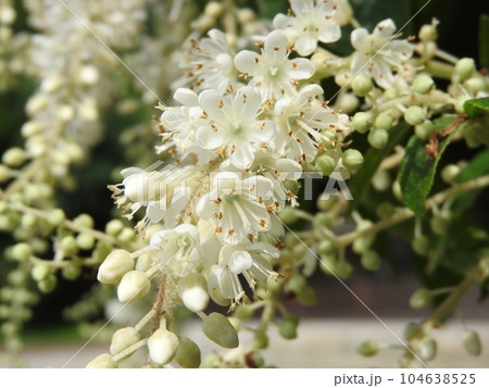 房の元から先端に向けて咲き始める「リョウブ」の花 104638525