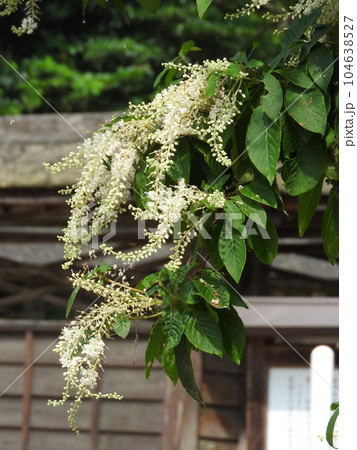 房の元から先端に向けて咲き始める「リョウブ」の花 104638527