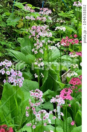 紅白のクリンソウ 紅白のクリンソウ 104638802