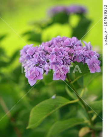 梅雨の彩り 104639252