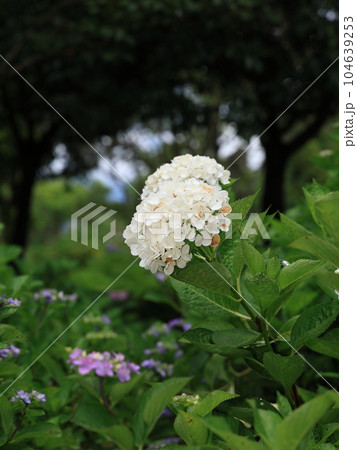 梅雨の彩り 104639253