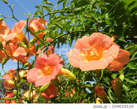 満開の「ノウゼンカズラ」 104639526