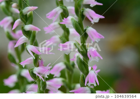 可愛いネジバナ 104639564