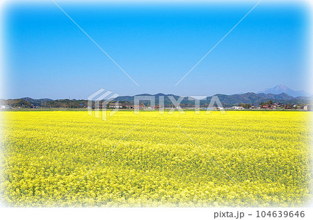 広大な平野に広がる満開の菜の花畑(イラスト風) 広大な平野に広がる満開の菜の花畑(イラスト風) 104639646