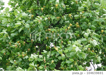 ユリノキ ユリノキ 104639691