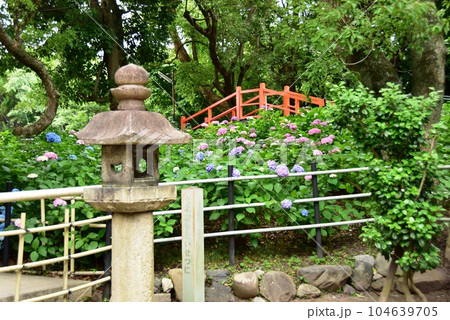 伏見区　藤森神社境内の第二あじさい苑散策路と紫陽花 104639705