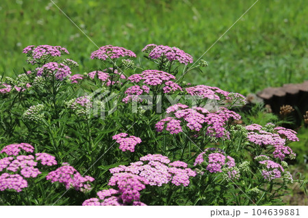 初夏の庭に咲くノコギリソウのピンク色の花 初夏の庭に咲くノコギリソウのピンク色の花 104639881