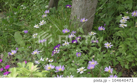 ミヤコワスレの花 104640471