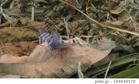 ヤマトシジミ蝶 104640570