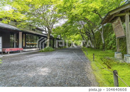 京都大原　三千院　新緑の季節の「桜の馬場」 104640608