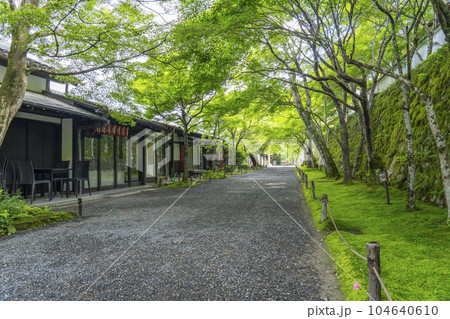 京都大原　三千院　新緑の季節の「桜の馬場」 104640610