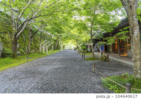 京都大原　三千院　新緑の季節の「桜の馬場」 104640617