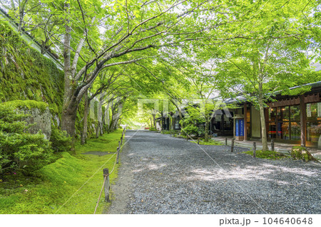 京都大原　三千院　新緑の季節の「桜の馬場」 104640648