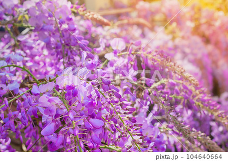 Wisteria flowers close-up in backlit sunlight, soft selective focus, idea for a background or postcard, spring trips to the mediterranean. 104640664