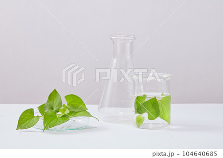 White background for displayed product with fish mint leaves and lab equipment. Scene for advertising cosmetic with laboratory concept. Fish mint has long been used as a remedy for skin conditions White background for displayed product with fish mint leaves and lab equipment. Scene for advertising cosmetic with laboratory concept. Fish mint has long been used as a remedy for skin conditions 104640685