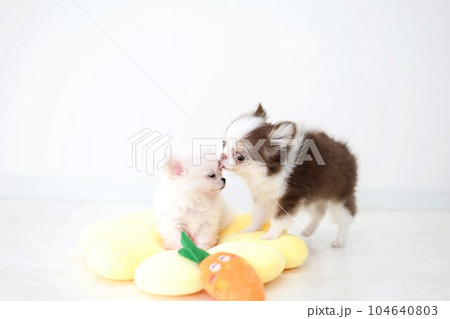 チワワパピー チワワパピー 104640803