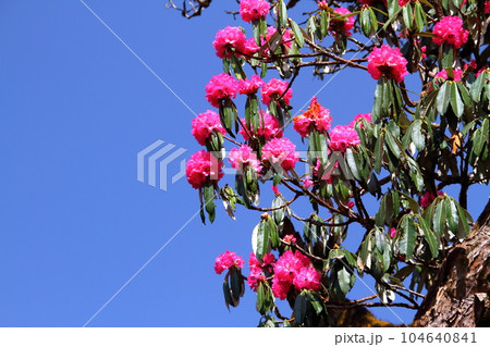 南アジアのネパール　ヒマラヤ山脈のアンナプルナトレッキングコース沿いのシャクナゲ 104640841