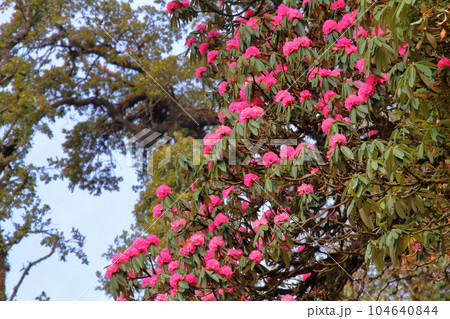 南アジアのネパール ヒマラヤ山脈のアンナプルナトレッキングコース沿いのシャクナゲ 南アジアのネパール ヒマラヤ山脈のアンナプルナトレッキングコース沿いのシャクナゲ 104640844
