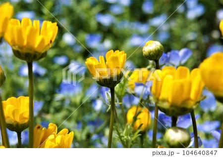 黄色と青の花壇 黄色と青の花壇 104640847