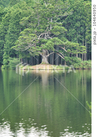 岩尾池の一本杉 104640950