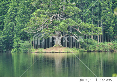 岩尾池の一本杉 104640951