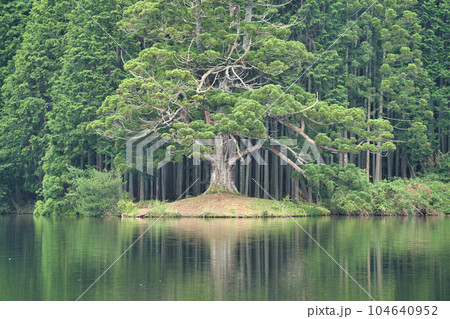 岩尾池の一本杉 104640952