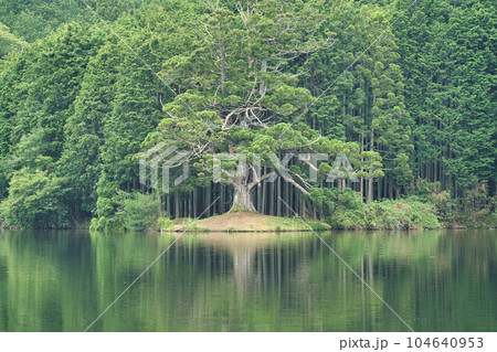 岩尾池の一本杉 104640953