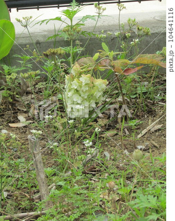 高洲スポーツセンター前通路側に咲く柏葉紫陽花の花 104641116