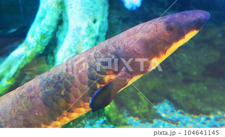 オーストラリアハイギョのいる風景 104641145