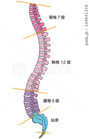 背骨の解剖図 頸椎 胸椎 腰椎 横図のイラスト素材 [104641339] - PIXTA