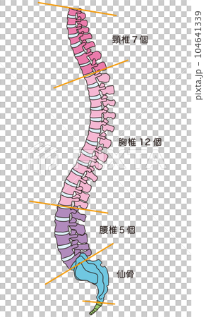 Anatomy of the spine Cervical vertebrae Thoracic vertebrae Lumbar vertebrae Lateral view 104641339