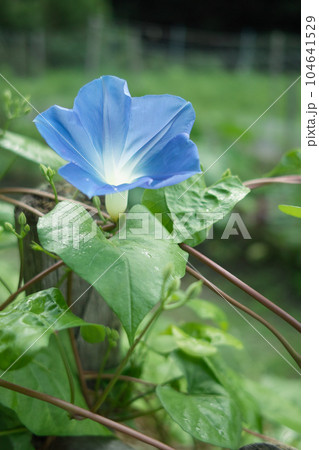 青い朝顔の花 104641529