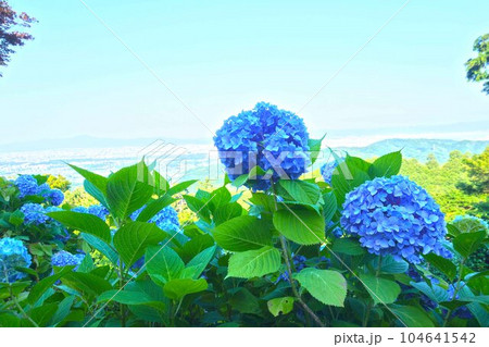 紫陽花の森からの眺め 104641542
