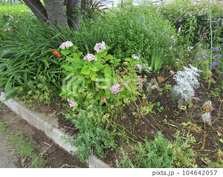 こじま花の会花畑に沢山咲いている紫陽花の花 104642057