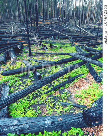 Fresh green new born life between burnt out tree trunk and fallen trees Fresh green new born life between burnt out tree trunk and fallen trees 104642258