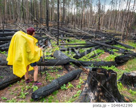 Woman in yellow raincoat visited the forest after the fire. Woman in yellow raincoat visited the forest after the fire. 104642290