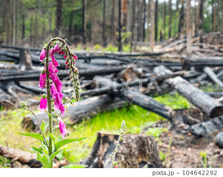 Contrast of life cycles. Purple foxglove blooms above burnt trees 104642292