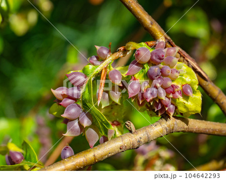 Purple bunch of beech gall midge mikiola fagi, cecidomyia fagi Purple bunch of beech gall midge mikiola fagi, cecidomyia fagi 104642293